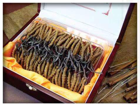 孙吴冬虫夏草回收